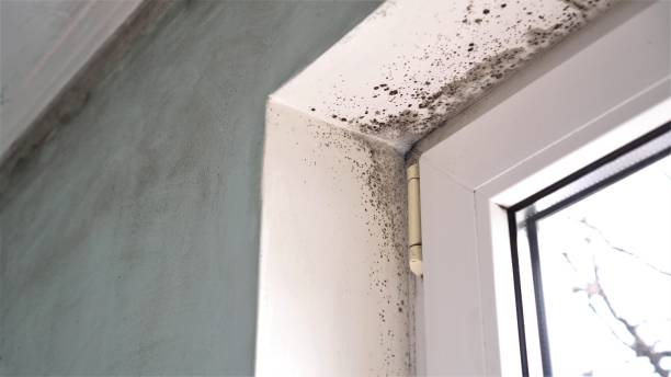 Best Mold Odor Removal Services  in Slater, MO